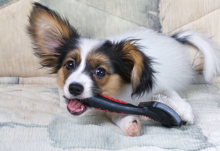 All About Blades – Animal Behavior College