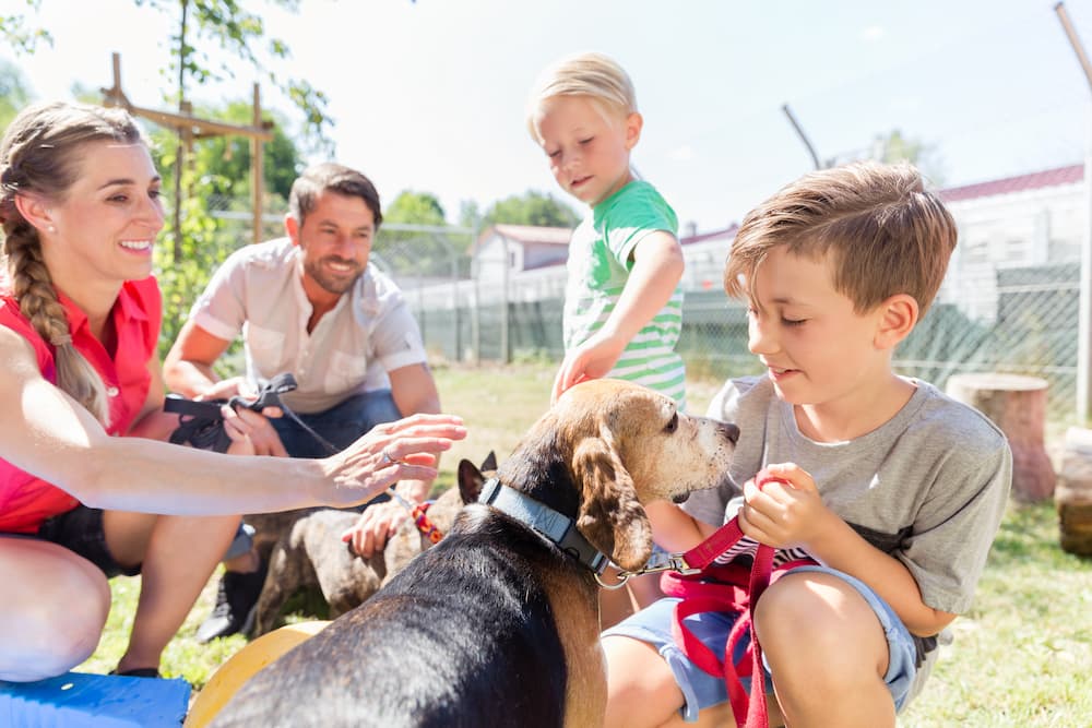 Transforming Shelter Dogs into Family Pets: A Behind-the-Scenes Look at ABC’s Students Saving Lives Program