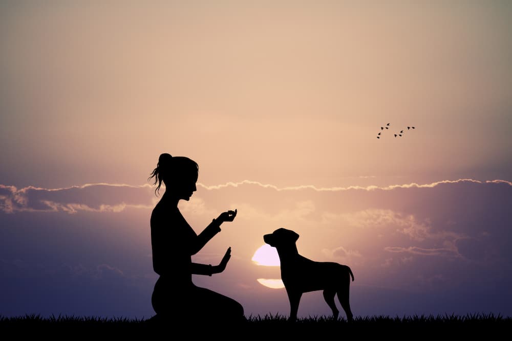 From Dog Lover to Professional Trainer: Steps to Begin Your Journey