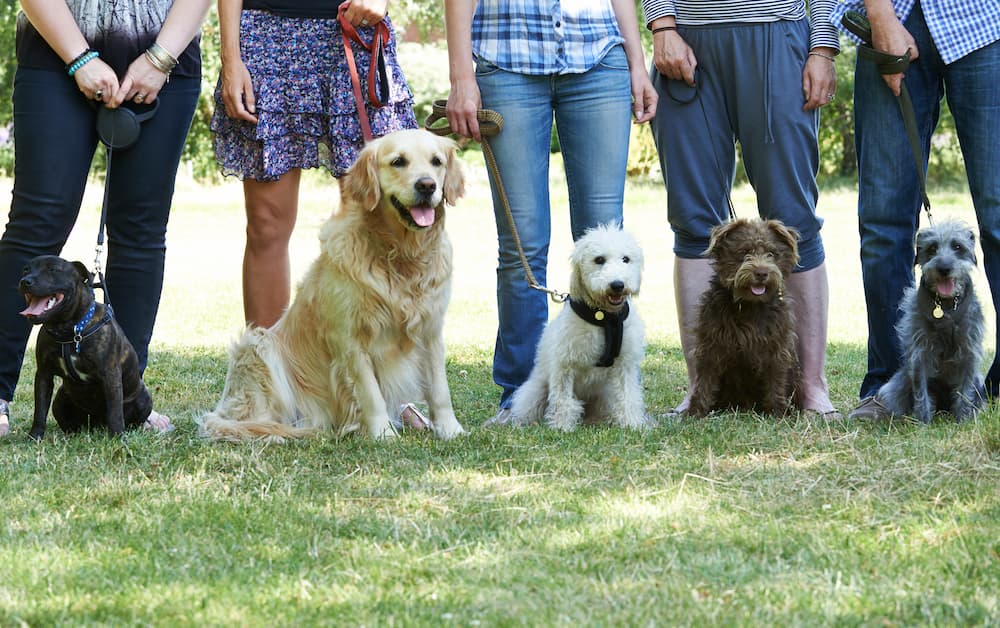 Online dog training not clicking? Learn to train dogs in-person in sunny SoCal!