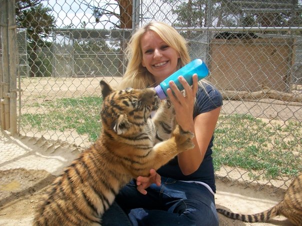 female zookeeper assistant bottle feeding a young tiger
