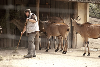 zookeeper assistant rakes the floor of an enclosure alongside four antelope