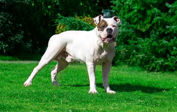 American Bulldog