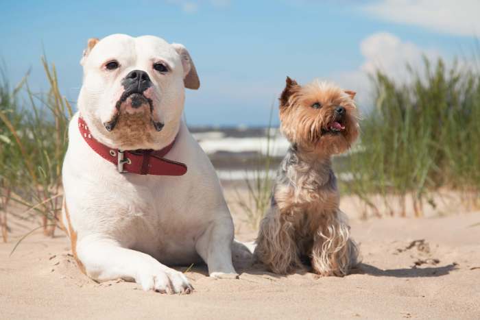 Dogs on a beach