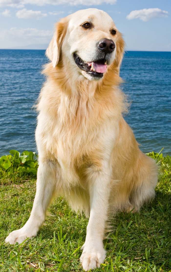 Golden retriever