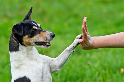 Become a Certified Dog Trainer in California