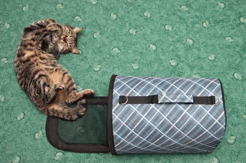 Cat Carriers - Traveling with Your Feline