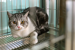 Gray striped cat with white markings lying in wire cage at an animal shelter
