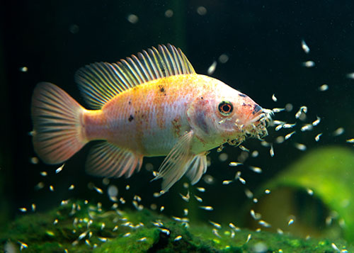 Learn about freshwater aquariums in ABC’s aquarium maintenance course online