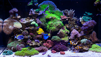 Learn about saltwater aquariums and reef fish tanks in ABC’s aquarium maintenance course online