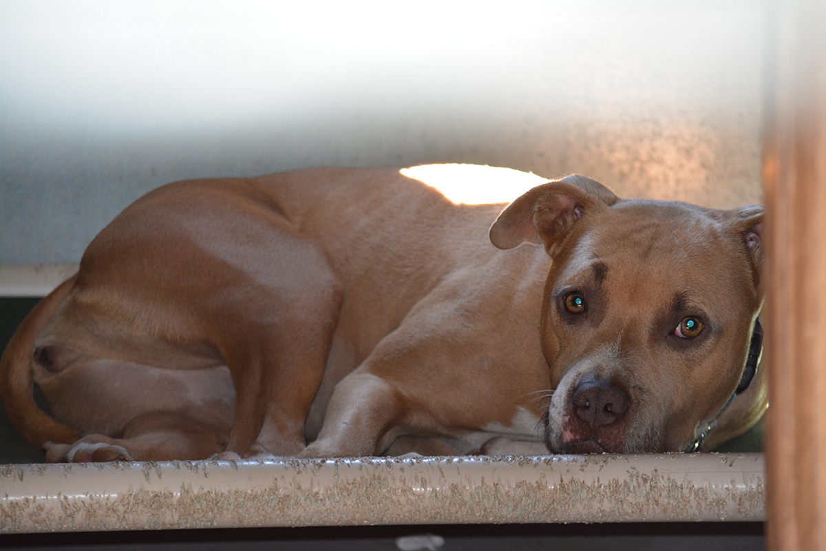 Kill Shelters vs. No-Kill Shelters Kill Shelters vs. No-Kill Shelters
