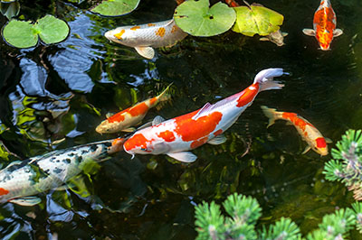 Learn about pond maintenance in ABC’s aquarium maintenance course online