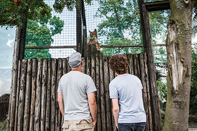 two zookeeper assistants observe a lynx in its habitat