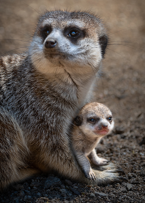 zookeeper assistant