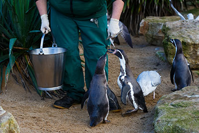 Zookeeper Assistant course curriculum includes information about animal husbandry.