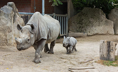 New alt text: Learn about animal conservation and breeding in ABC’s Zookeeper Assistant course curriculum.