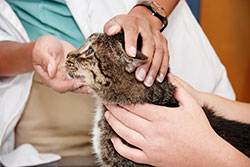 Close up of vet assistant’s hands quieting a cat during its examination