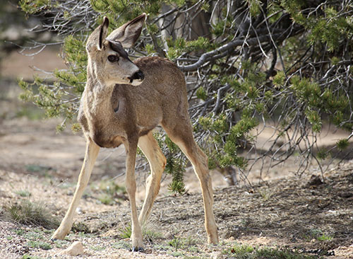 deer are often cared for by zookeeper assistants