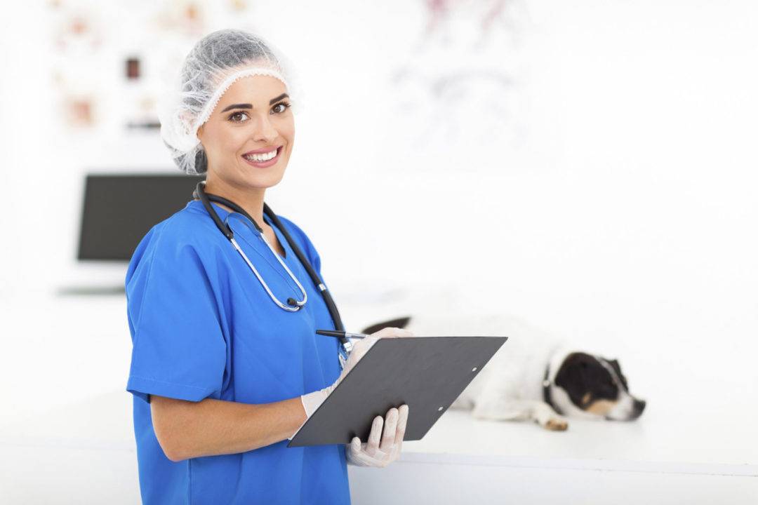 Female vet assistant holding a tablet stands near a dog asleep on an exam table.jpg