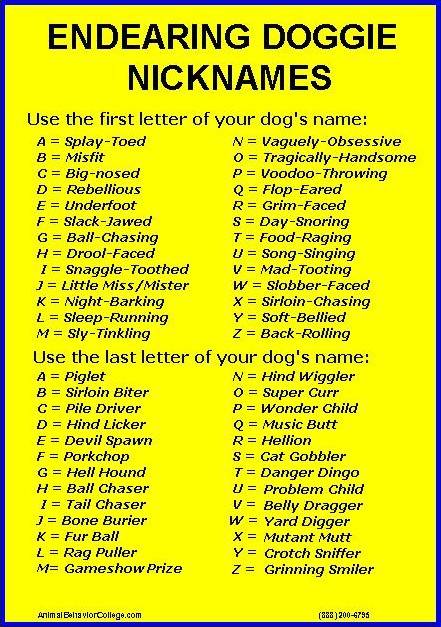 Find Your Dog's Nickname! - Animal Behavior College