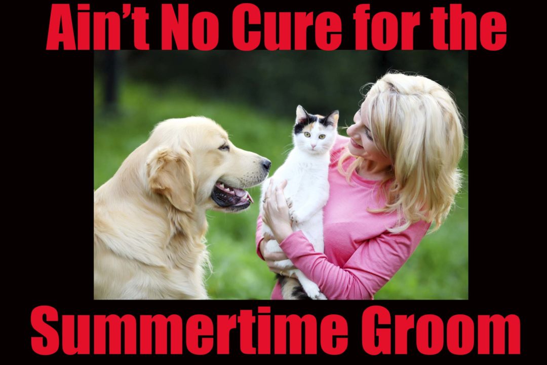 Pet Grooming Tips for the Summer Animal Behavior College