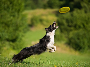 Responsible owners make sure their dogs get enough exercise and play time.