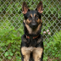 AKC Good Canine Citizen Award