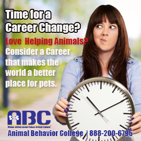 Dog Grooming, Animal Behavior College, Dog Grooming Certificate