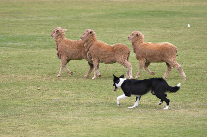 why do dogs herd sheep