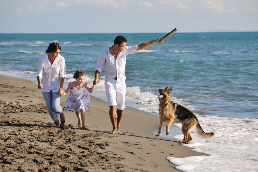 Dogs at the Beach Beach Activities for You and Your Dogs Animal