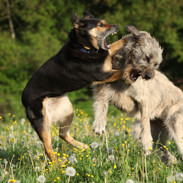 Dog Aggression Dog Aggression