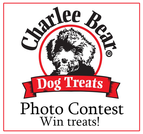 Charlee Bear Photo Contest