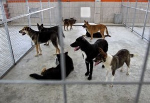 Animal Shelter Animal Shelter