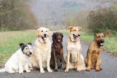 Benefits of Having a Dog Benefits of Having a Dog