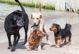 Mutts and purebreds playing together.