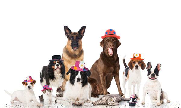 Dogs and Cats Celebrating the New Year