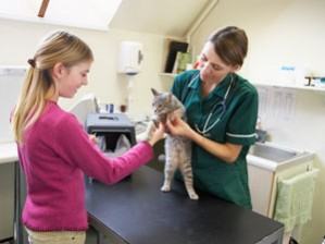 Cat Examination at the Vet Hospital