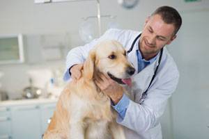 Veterinarian Examines a Lab