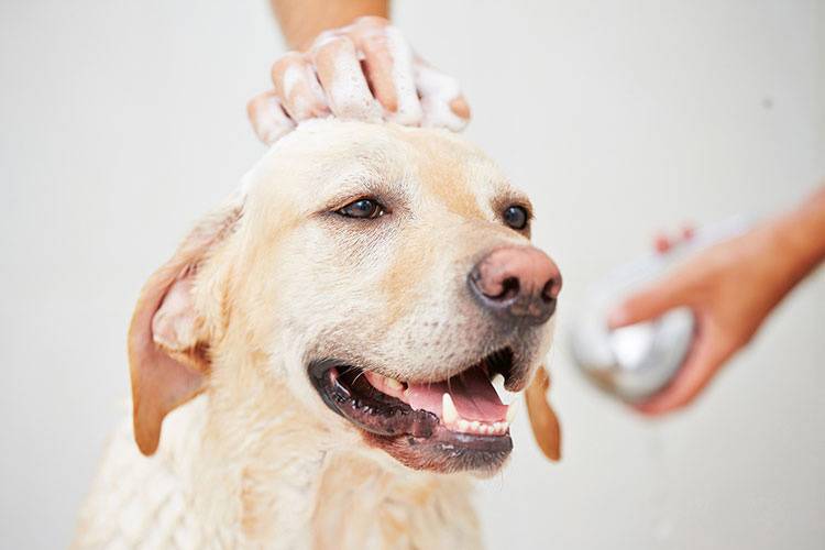 Best Dog Shampoo