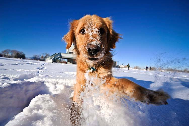 Frostbite in Dogs - Animal Behavior College
