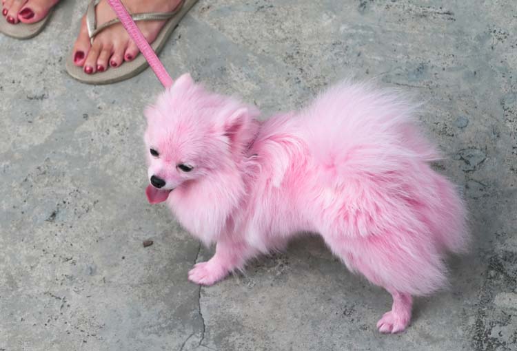 dog dye