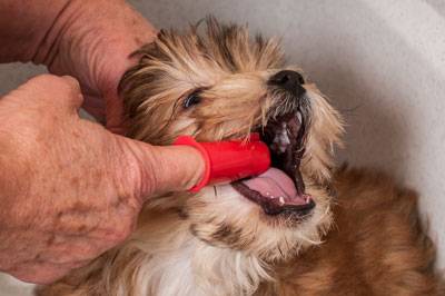 Dog Teeth Cleaning