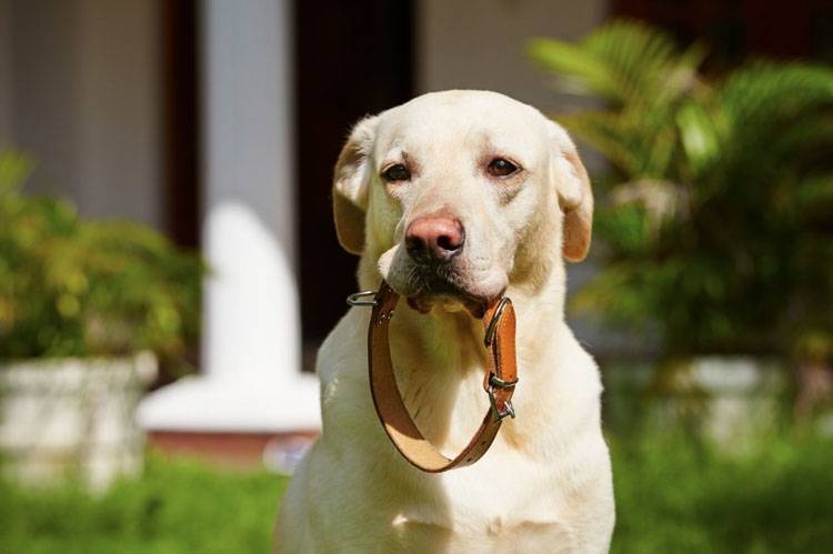 right leash and collar