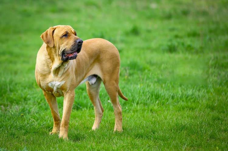 Fila Brasileiro Dog Art Note Card Birthday Thank You Party