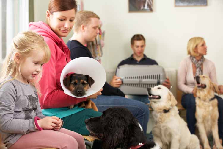 How to Prepare Your Dog for Vet Visits - Animal Behavior College