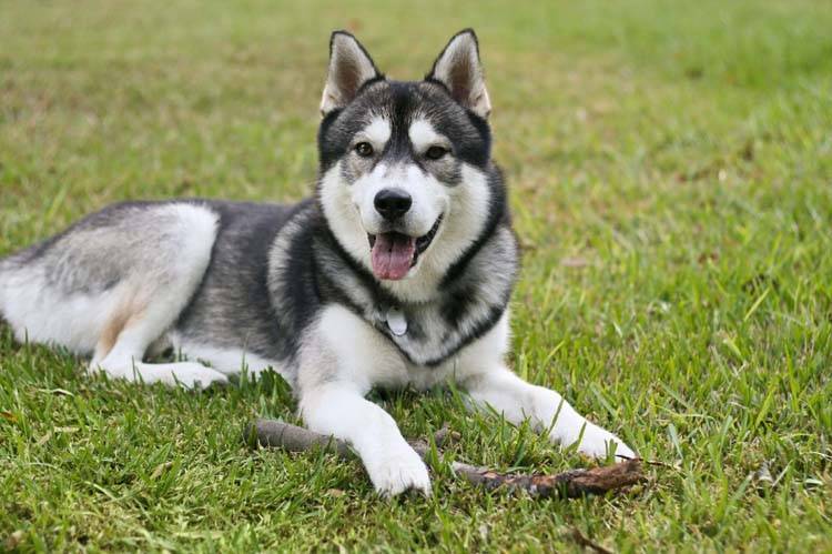 Husky