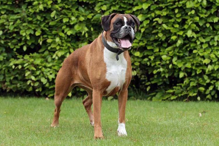 are boxers used in dog fighting