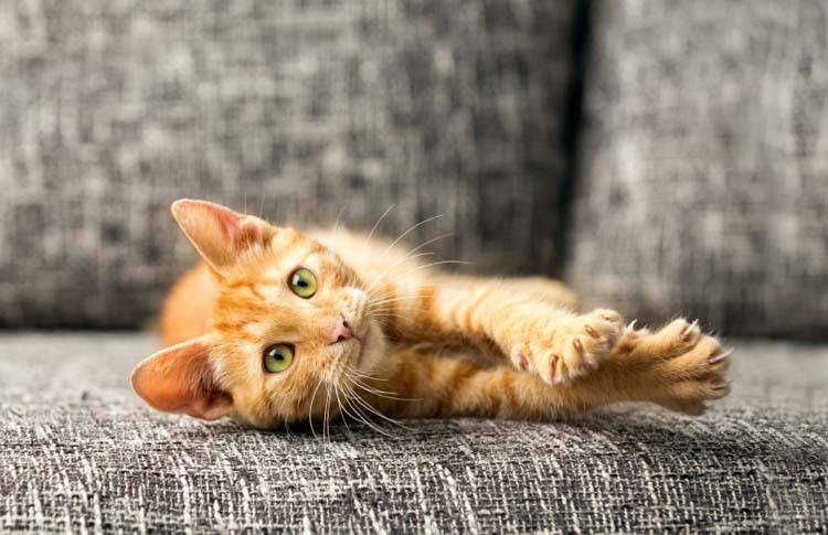 How to Trim Your Cat's Claws - Animal Behavior College