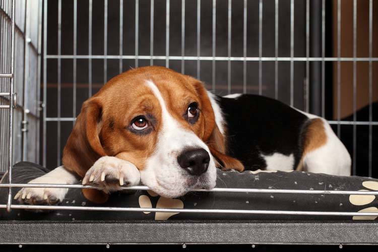 Dog crate rest discount