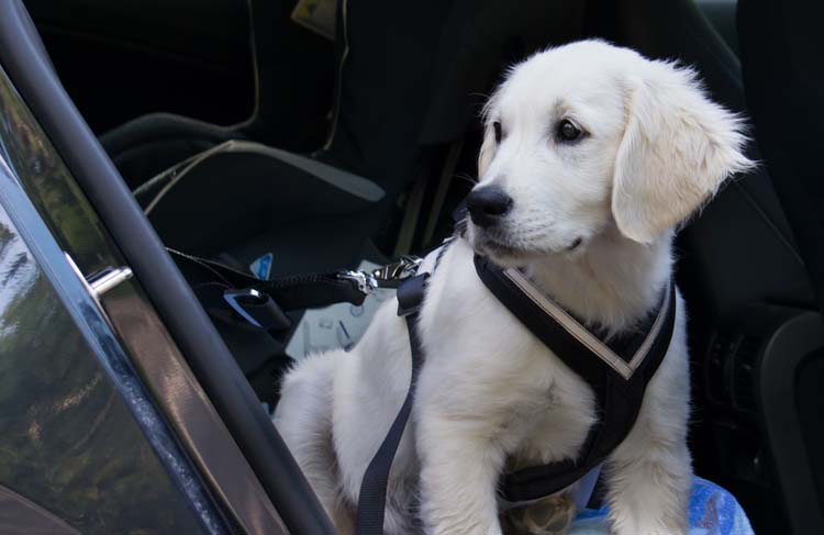 Why You Should Have a Dog Car Harness - Animal Behavior College